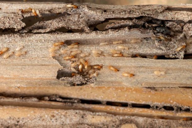 Youngwood, PA Pest Control Company